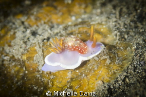 Check out the shrimp hitching a ride on this nudi's back! by Michelle Davis 